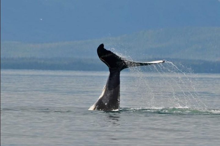 Guaranteed Whale Watching Adventure