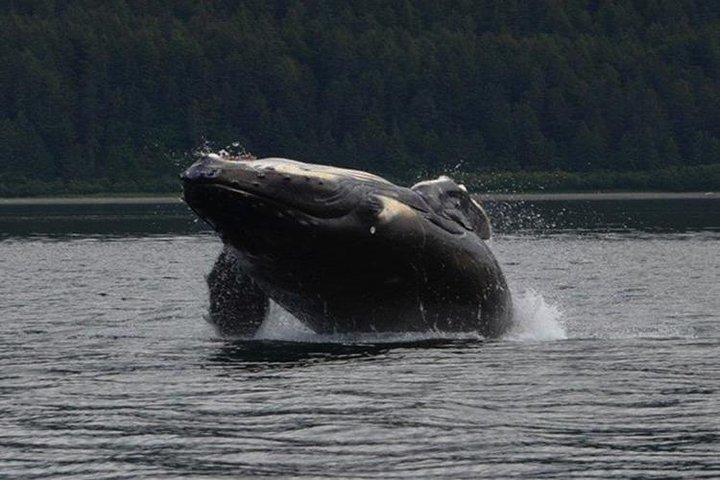 Guaranteed Whale Watching Adventure