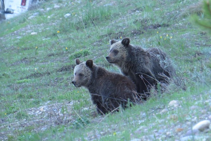 Grand Teton National Park - Sunrise Tour from Jackson Hole