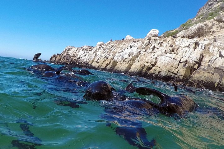 1.5-Hour Seal Viewing Boat Tour in Plettenberg Bay