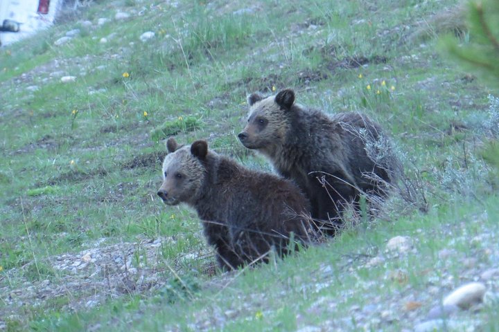 Grand Teton National Park - Full-Day Guided Tour from Jackson Hole