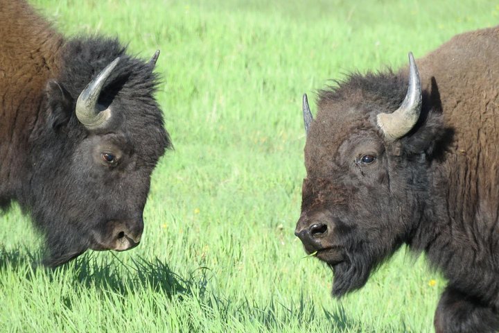 Yellowstone National Park - Full-Day Lower Loop Tour from West Yellowstone
