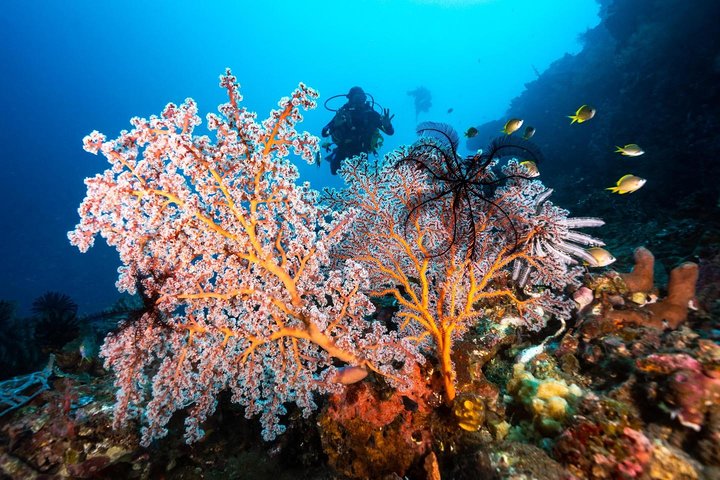 5 Fun Dives in Tulamben (for certified divers) - Discover famous diving sites