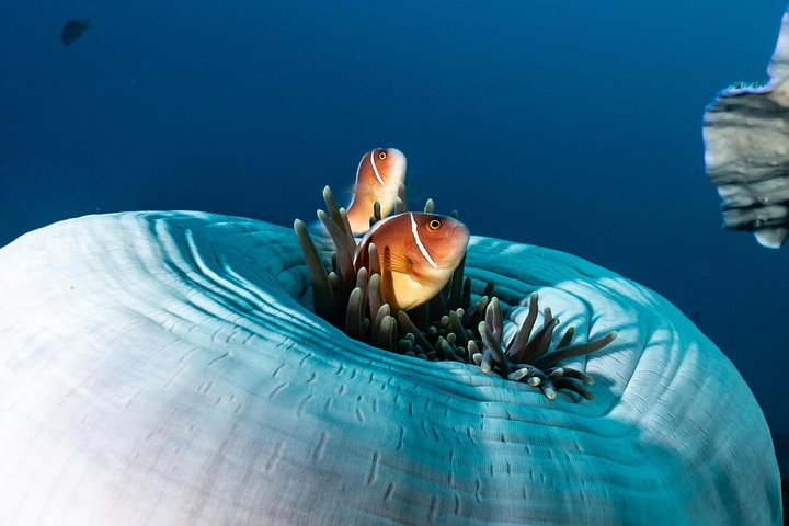 5 Fun Dives in Tulamben (for certified divers) - Discover famous diving sites