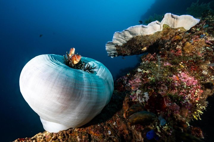 5 Fun Dives in Tulamben (for certified divers) - Discover famous diving sites