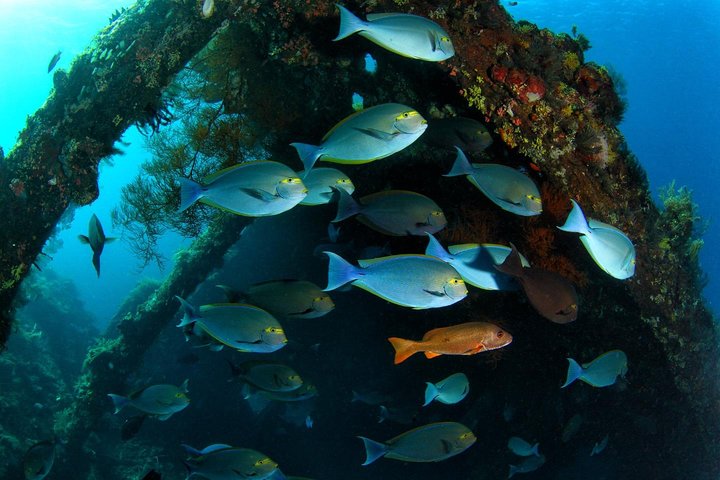5 Fun Dives in Tulamben (for certified divers) - Discover famous diving sites