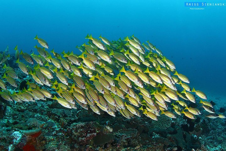 5 Fun Dives in Tulamben (for certified divers) - Discover famous diving sites