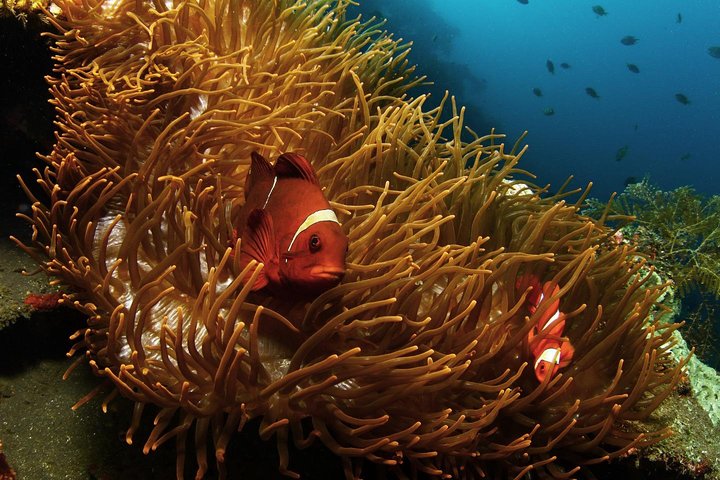 5 Fun Dives in Tulamben (for certified divers) - Discover famous diving sites
