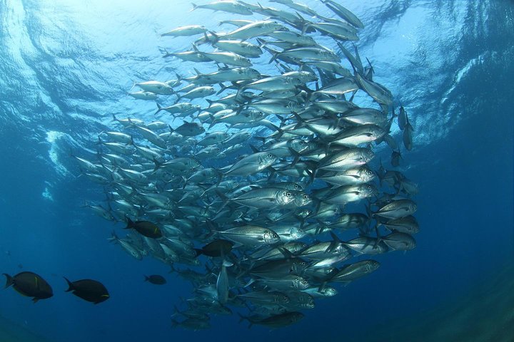 5 Fun Dives in Tulamben (for certified divers) - Discover famous diving sites