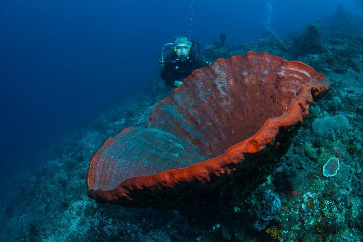 5 Fun Dives in Tulamben (for certified divers) - Discover famous diving sites