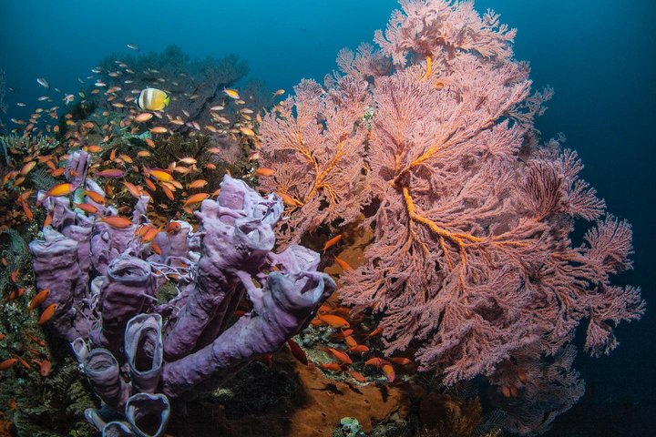 5 Fun Dives in Tulamben (for certified divers) - Discover famous diving sites