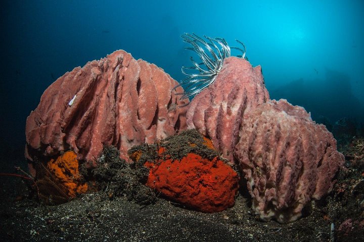 5 Fun Dives in Tulamben (for certified divers) - Discover famous diving sites