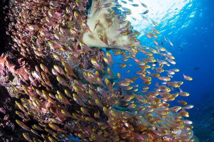 5 Fun Dives in Tulamben (for certified divers) - Discover famous diving sites