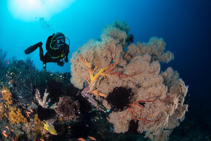 5 Fun Dives in Tulamben (for certified divers) - Discover famous diving sites