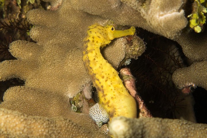 5 Fun Dives in Tulamben (for certified divers) - Discover famous diving sites