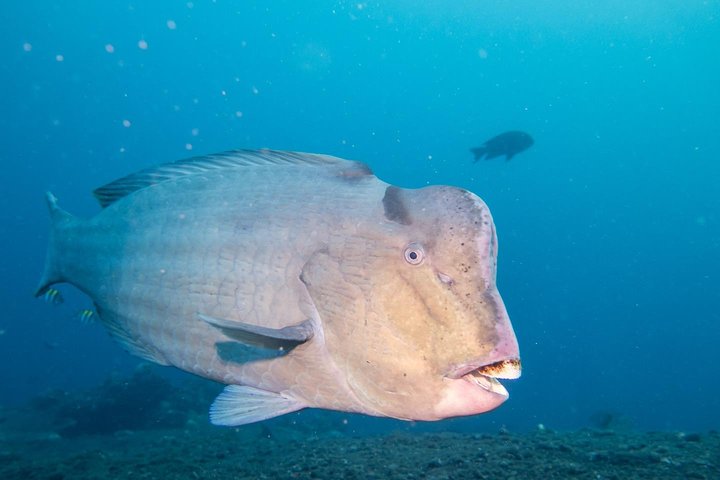 5 Fun Dives in Tulamben (for certified divers) - Discover famous diving sites