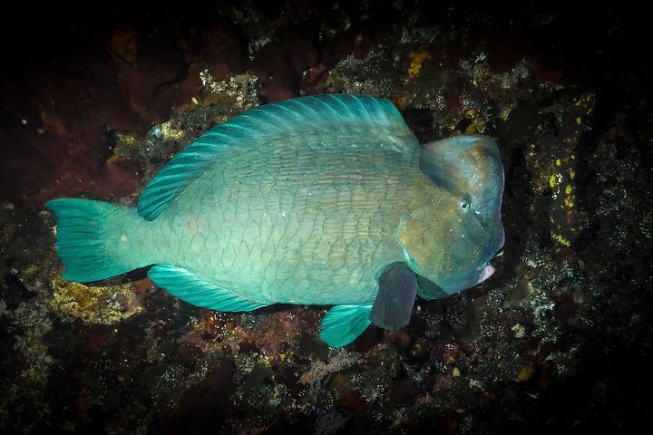 5 Fun Dives in Tulamben (for certified divers) - Discover famous diving sites
