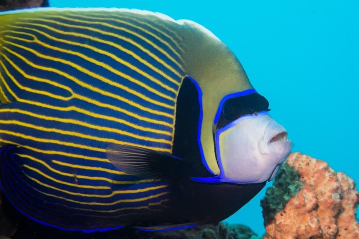 5 Fun Dives in Tulamben (for certified divers) - Discover famous diving sites