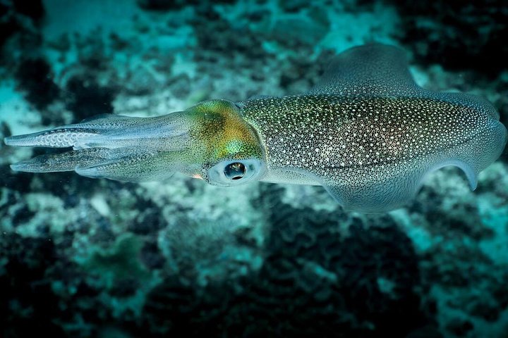 5 Fun Dives in Tulamben (for certified divers) - Discover famous diving sites
