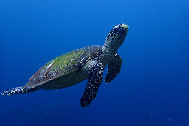 5 Fun Dives in Tulamben (for certified divers) - Discover famous diving sites