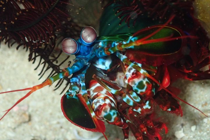 5 Fun Dives in Tulamben (for certified divers) - Discover famous diving sites