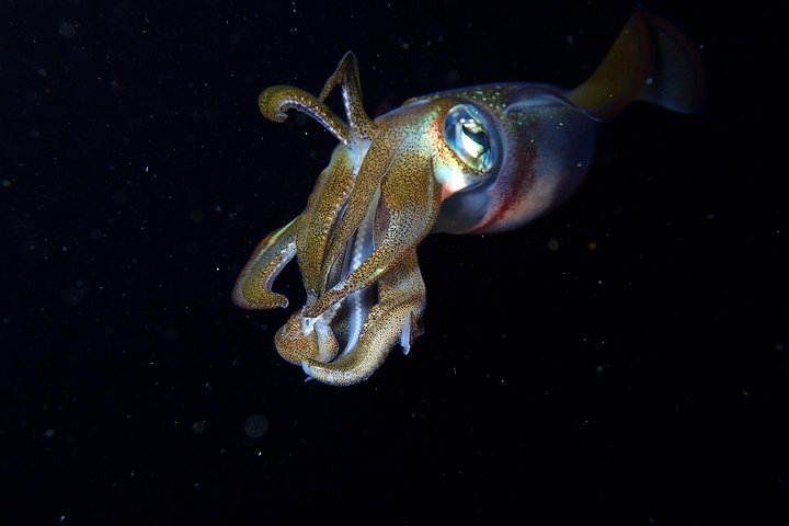 5 Fun Dives in Tulamben (for certified divers) - Discover famous diving sites