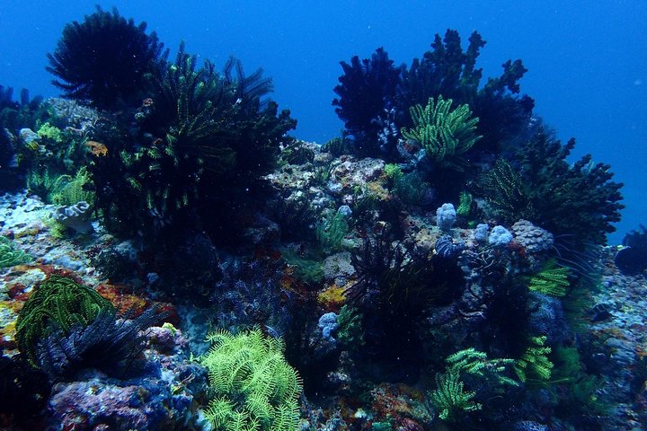 5 Fun Dives in Tulamben (for certified divers) - Discover famous diving sites