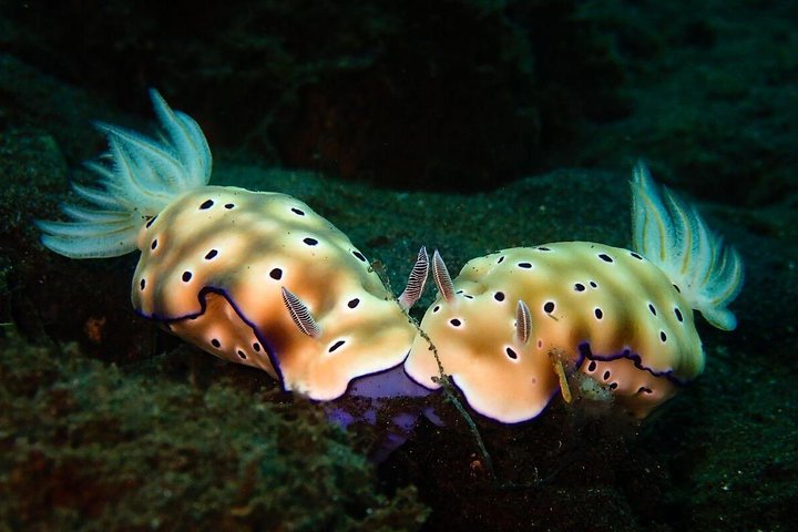 5 Fun Dives in Tulamben (for certified divers) - Discover famous diving sites