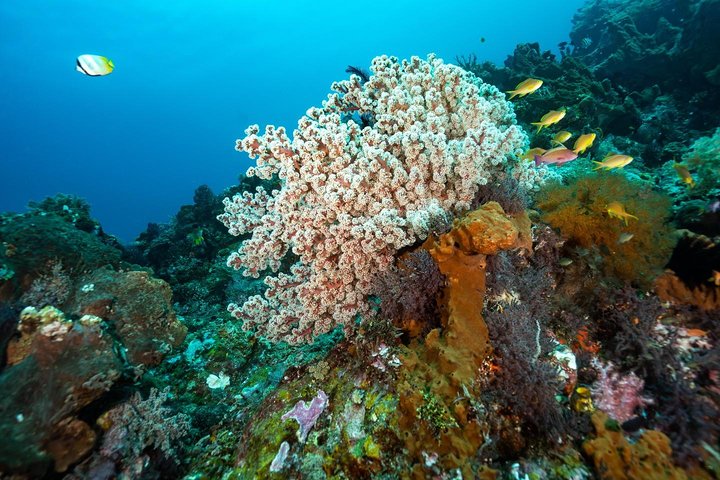 Open Water Course in Tulamben - Get Certified in Bali