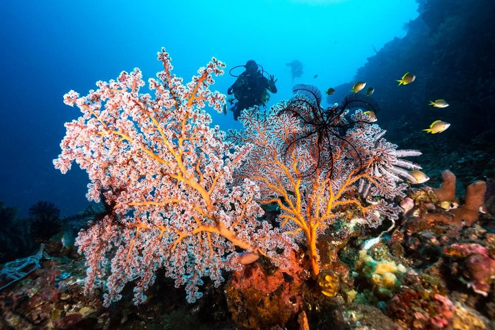 Open Water Course in Tulamben - Get Certified in Bali