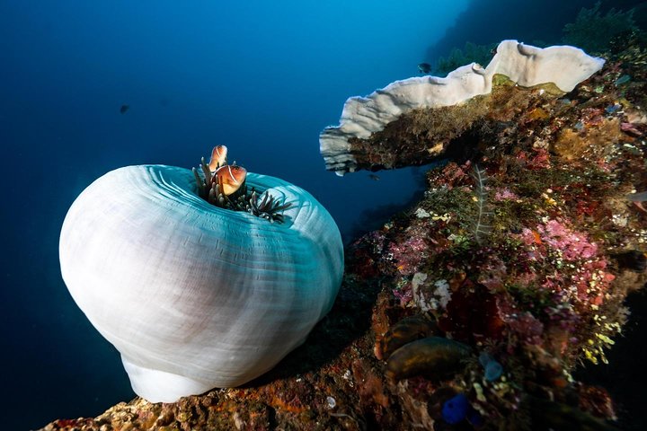 Open Water Course in Tulamben - Get Certified in Bali