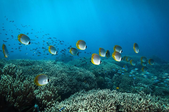 Open Water Course in Tulamben - Get Certified in Bali