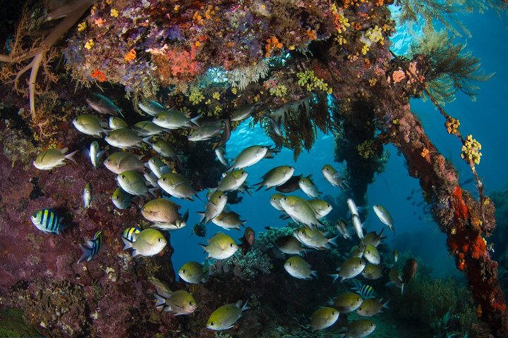 Open Water Course in Tulamben - Get Certified in Bali