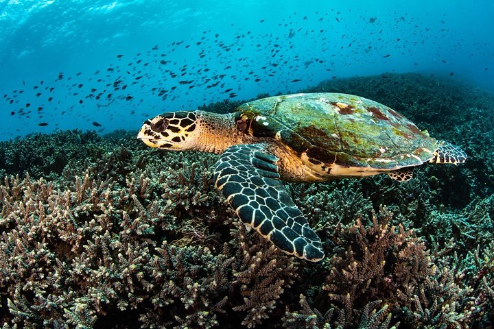 Open Water Course in Tulamben - Get Certified in Bali