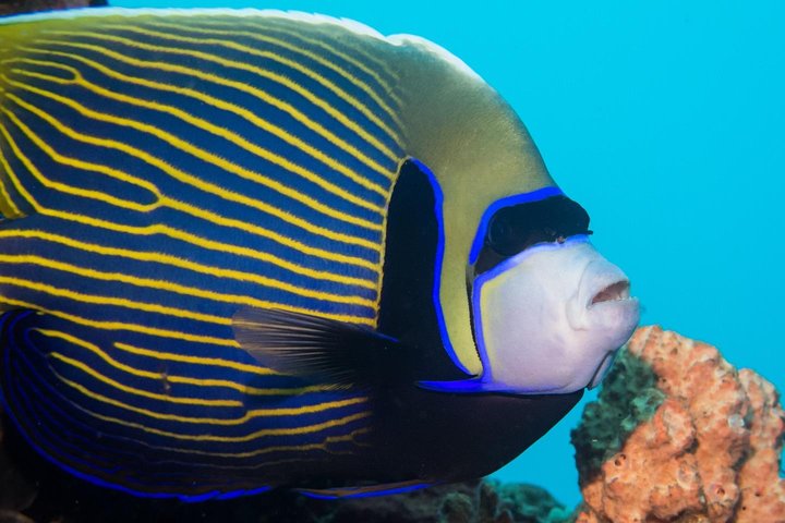 Open Water Course in Tulamben - Get Certified in Bali