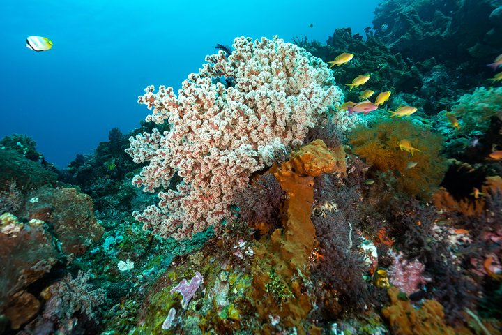 7 Fun Dives in Pemuteran (for certified divers) - Exploration in Menjangan Park