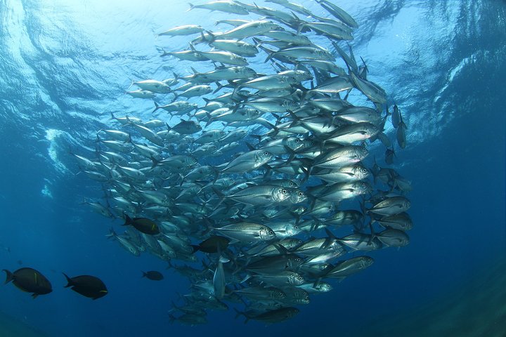 7 Fun Dives in Pemuteran (for certified divers) - Exploration in Menjangan Park