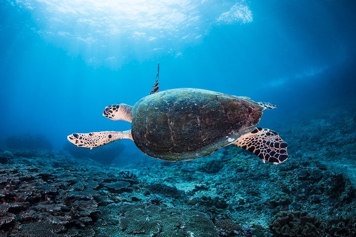 7 Fun Dives in Pemuteran (for certified divers) - Exploration in Menjangan Park