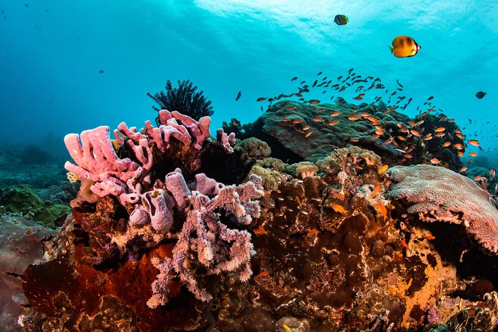 Snorkeling in Menjangan Marine Park - Discover abundant marine life of Pemuteran