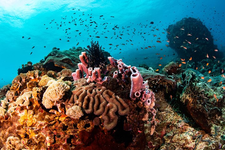 Snorkeling in Menjangan Marine Park - Discover abundant marine life of Pemuteran