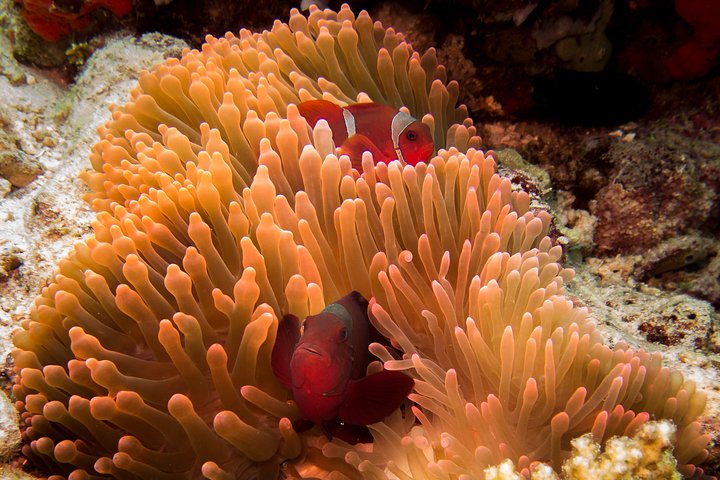 7 Fun Dives in Pemuteran (for certified divers) - Exploration in Menjangan Park