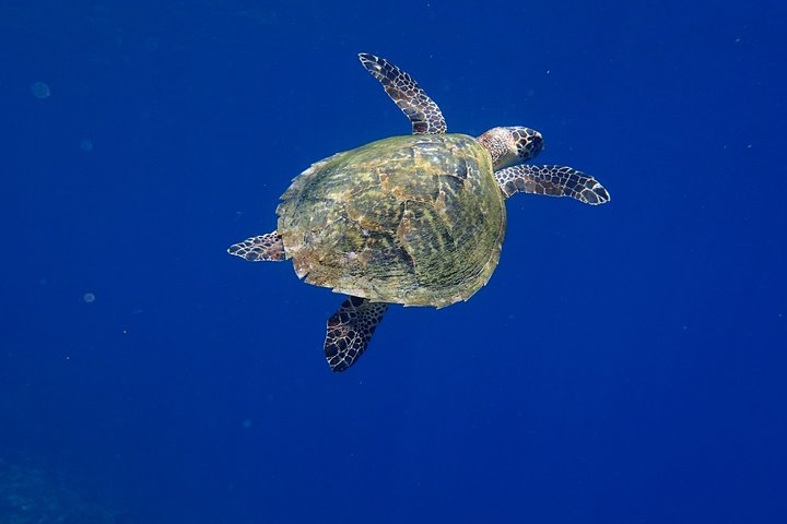 7 Fun Dives in Pemuteran (for certified divers) - Exploration in Menjangan Park