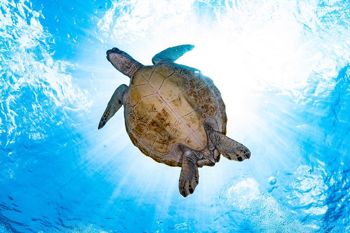 7 Fun Dives in Pemuteran (for certified divers) - Exploration in Menjangan Park