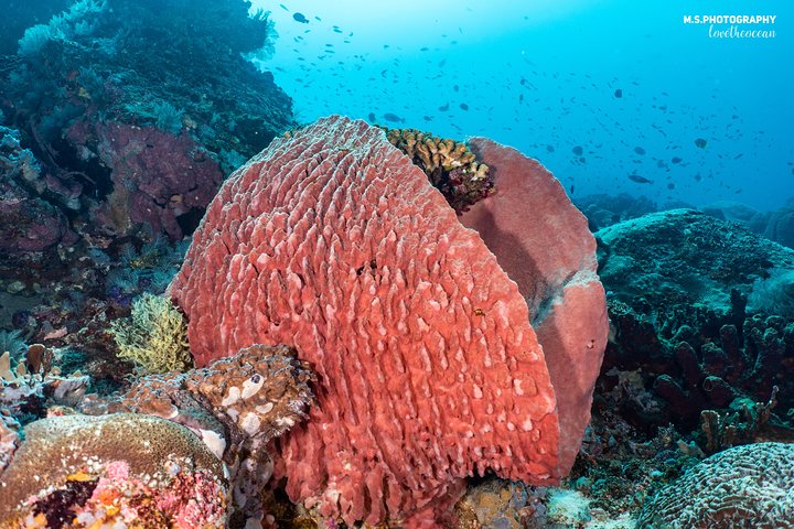 7 Fun Dives in Pemuteran (for certified divers) - Exploration in Menjangan Park
