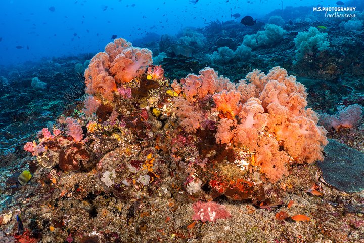 7 Fun Dives in Pemuteran (for certified divers) - Exploration in Menjangan Park