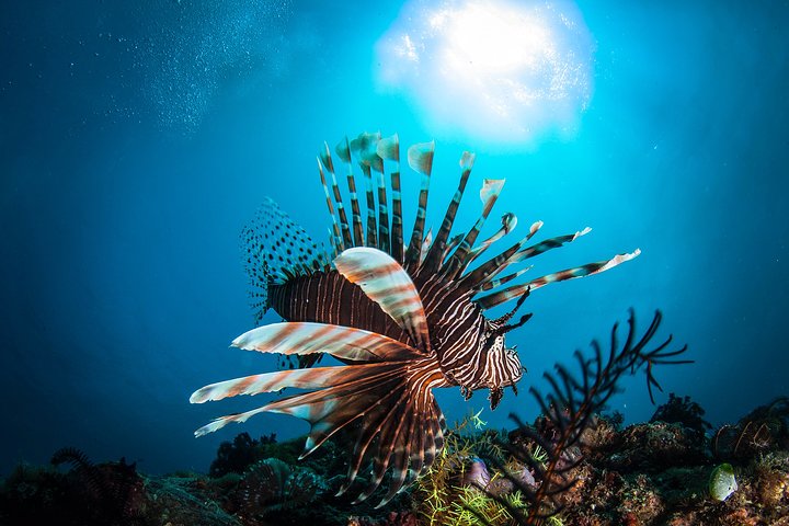 7 Fun Dives in Pemuteran (for certified divers) - Exploration in Menjangan Park