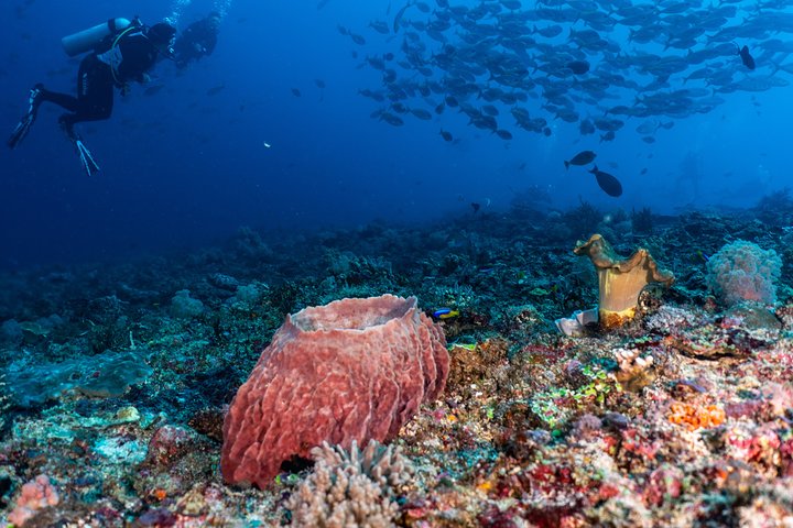 7 Fun Dives in Pemuteran (for certified divers) - Exploration in Menjangan Park