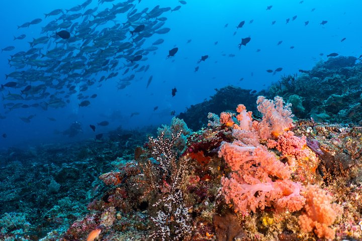 7 Fun Dives in Pemuteran (for certified divers) - Exploration in Menjangan Park