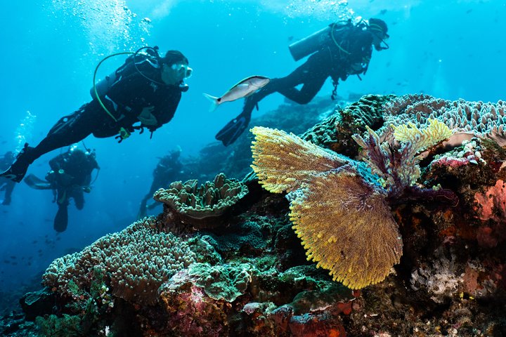 7 Fun Dives in Pemuteran (for certified divers) - Exploration in Menjangan Park