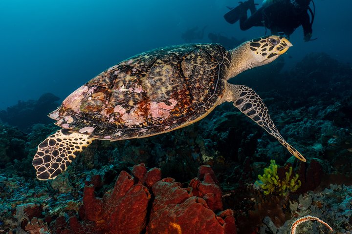 7 Fun Dives in Pemuteran (for certified divers) - Exploration in Menjangan Park